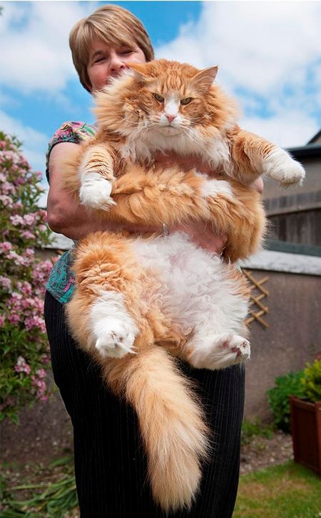 実在した巨大生物・猫